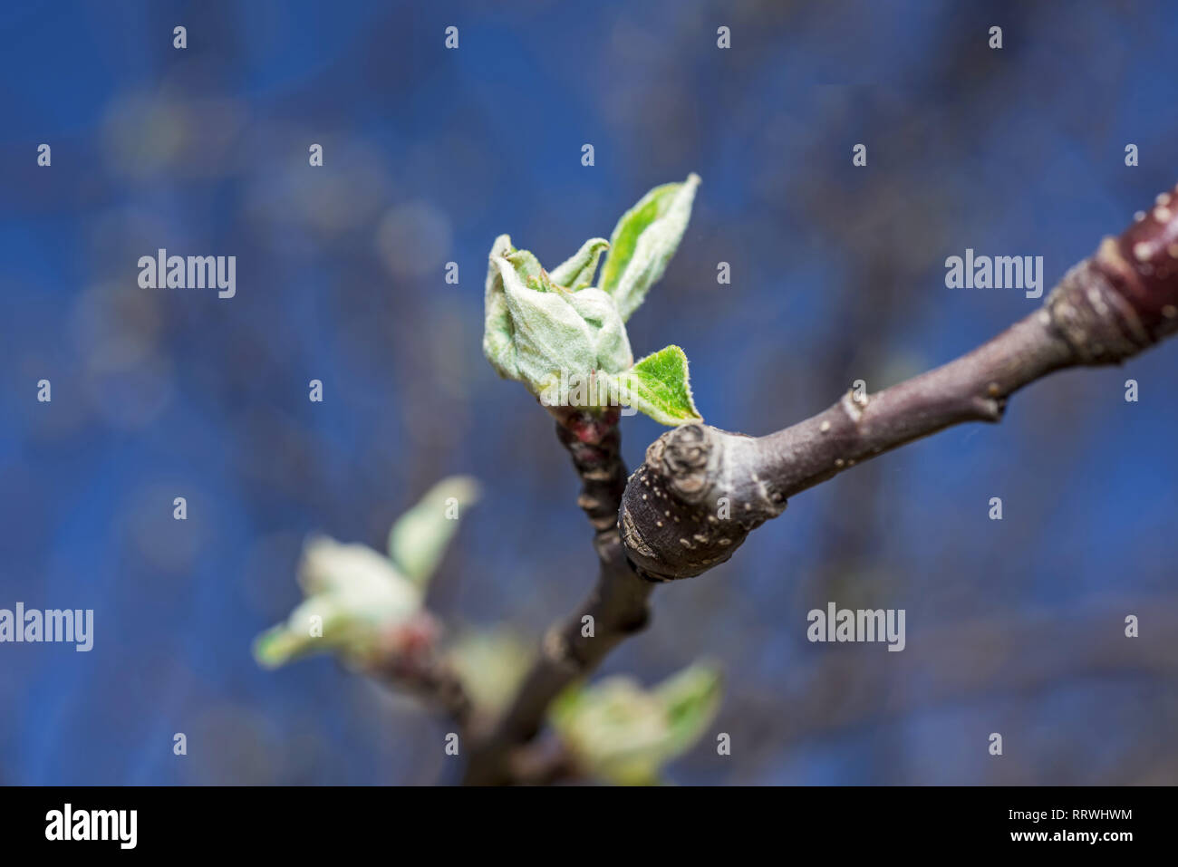 budding branches in the spring - selective focus Stock Photo