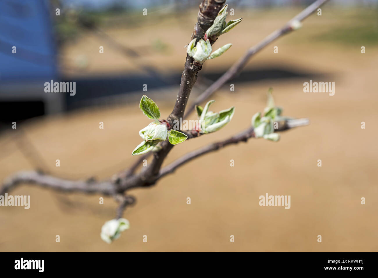 budding branches in the spring - selective focus Stock Photo