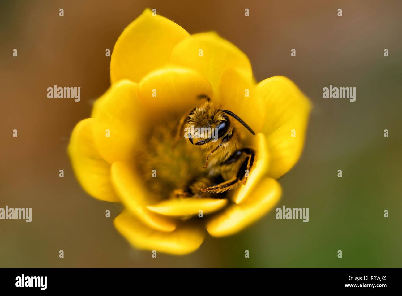 Bee sleeping inside a flower Stock Photo Alamy