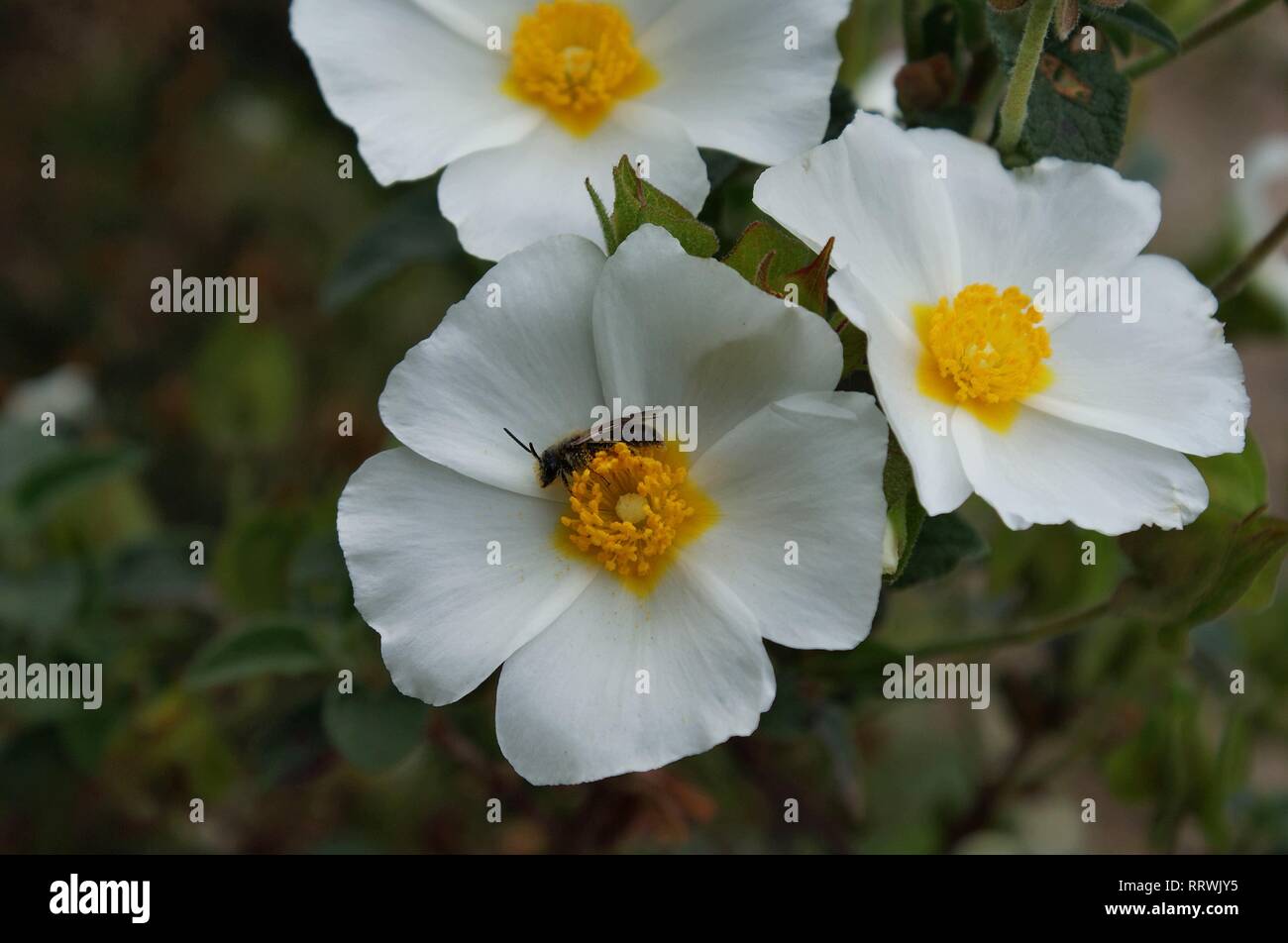 Little bee on the flower of salvia cistus Stock Photo