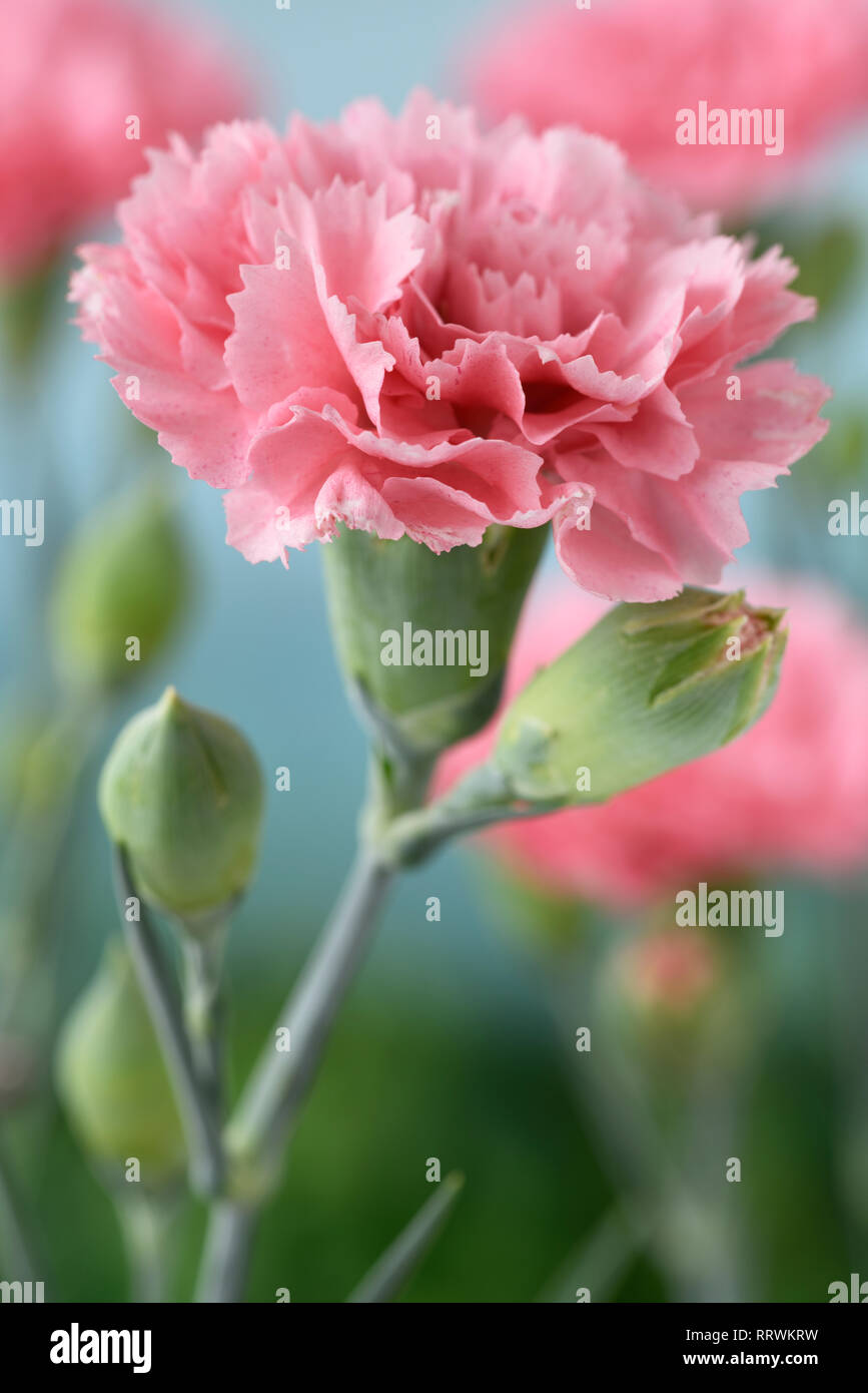Dianthus Stock Photo