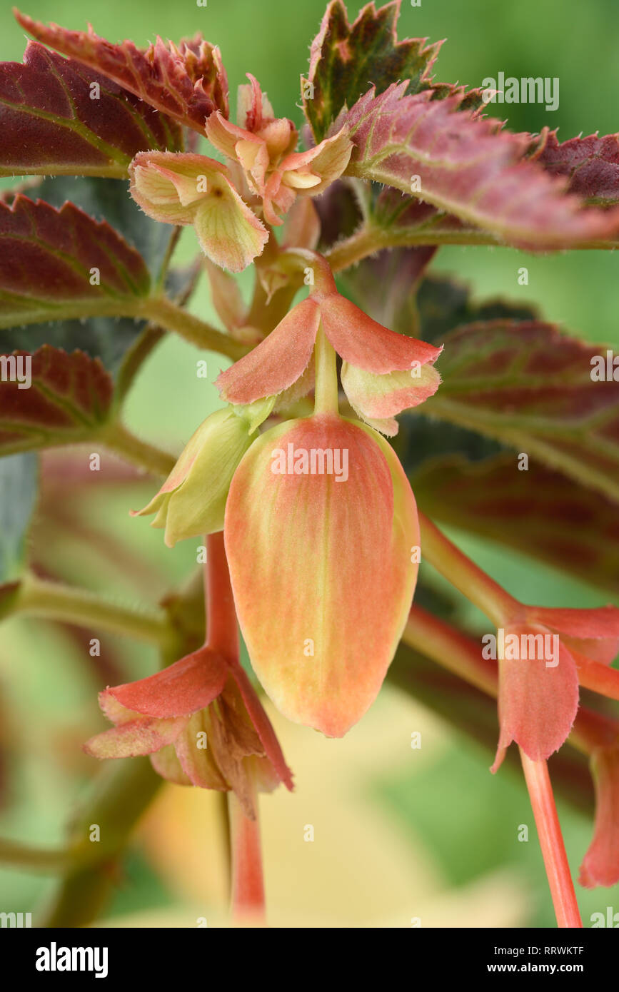 Begonia bud Stock Photo