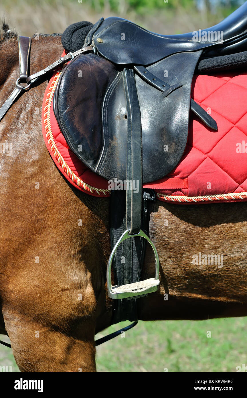 close up of a horse harness, side view, vertical composition Stock Photo