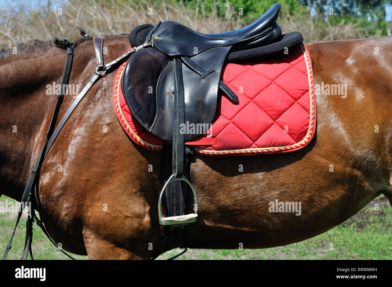 close up of a horse harness, side view Stock Photo