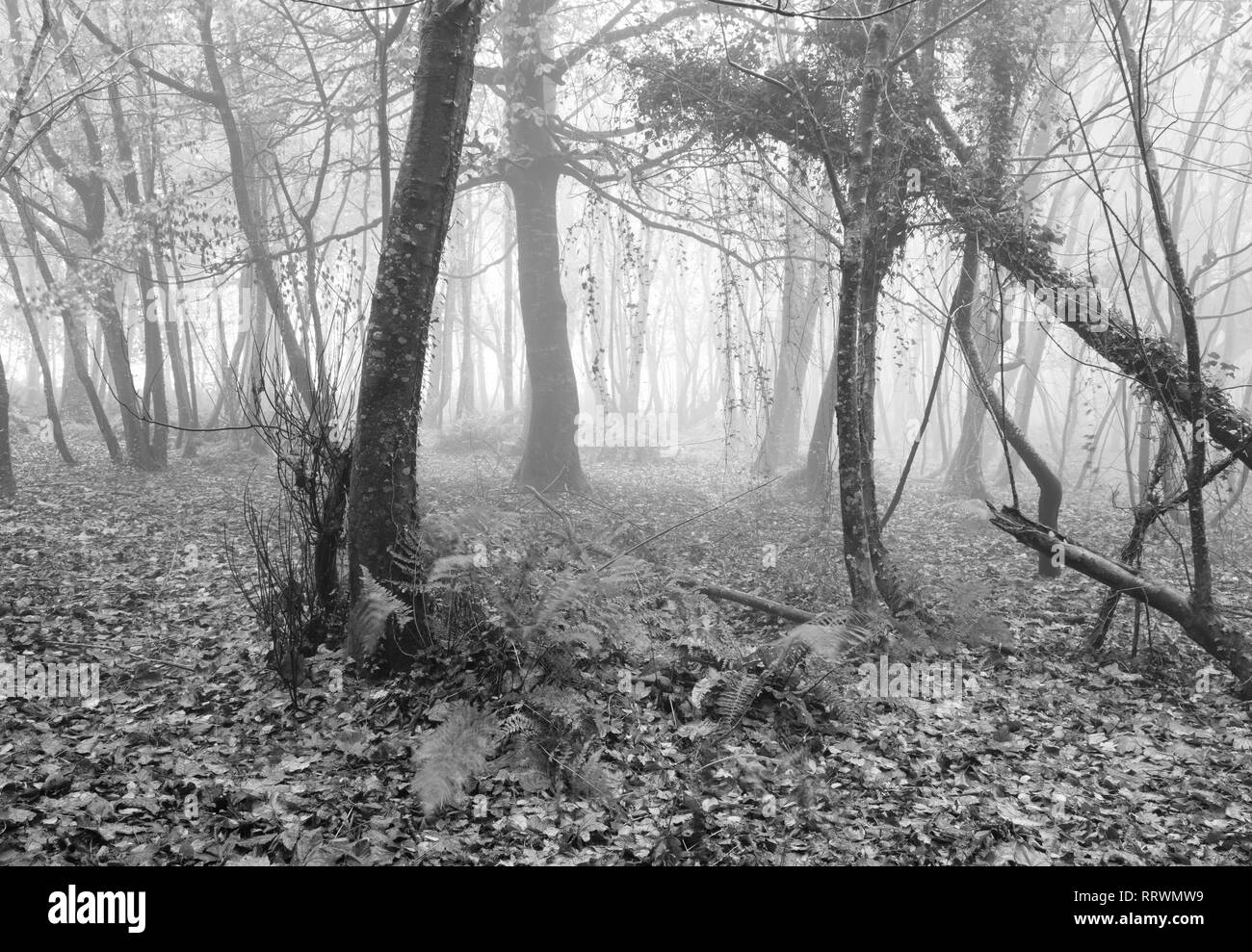 This misty woods near Kingsbridge is a very atmospheric thing to photograph. Stock Photo