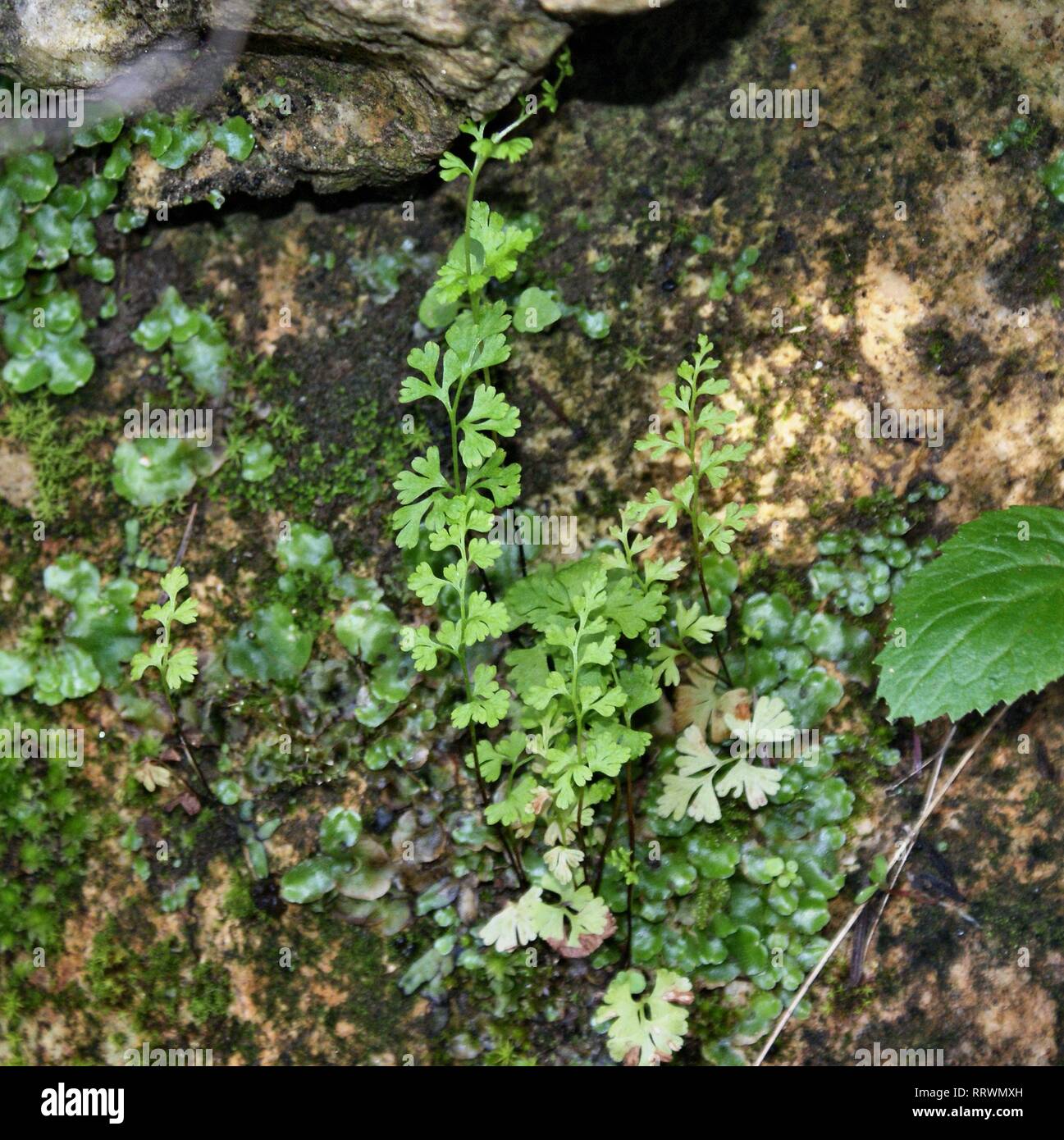 Anogramma leptophylla. Jersey fern Stock Photo