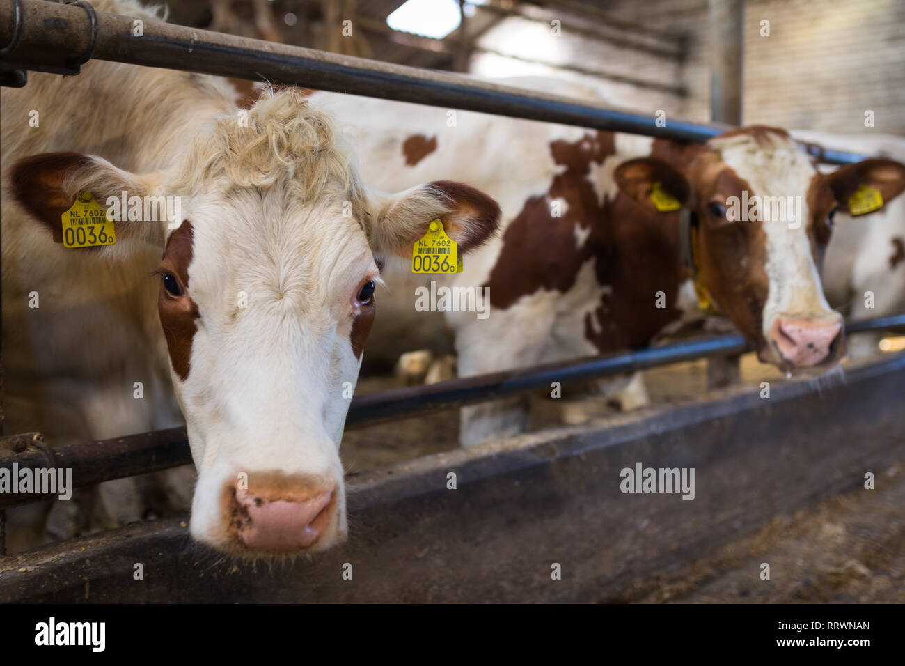 Cows And Red Barn Hi Res Stock Photography And Images Alamy