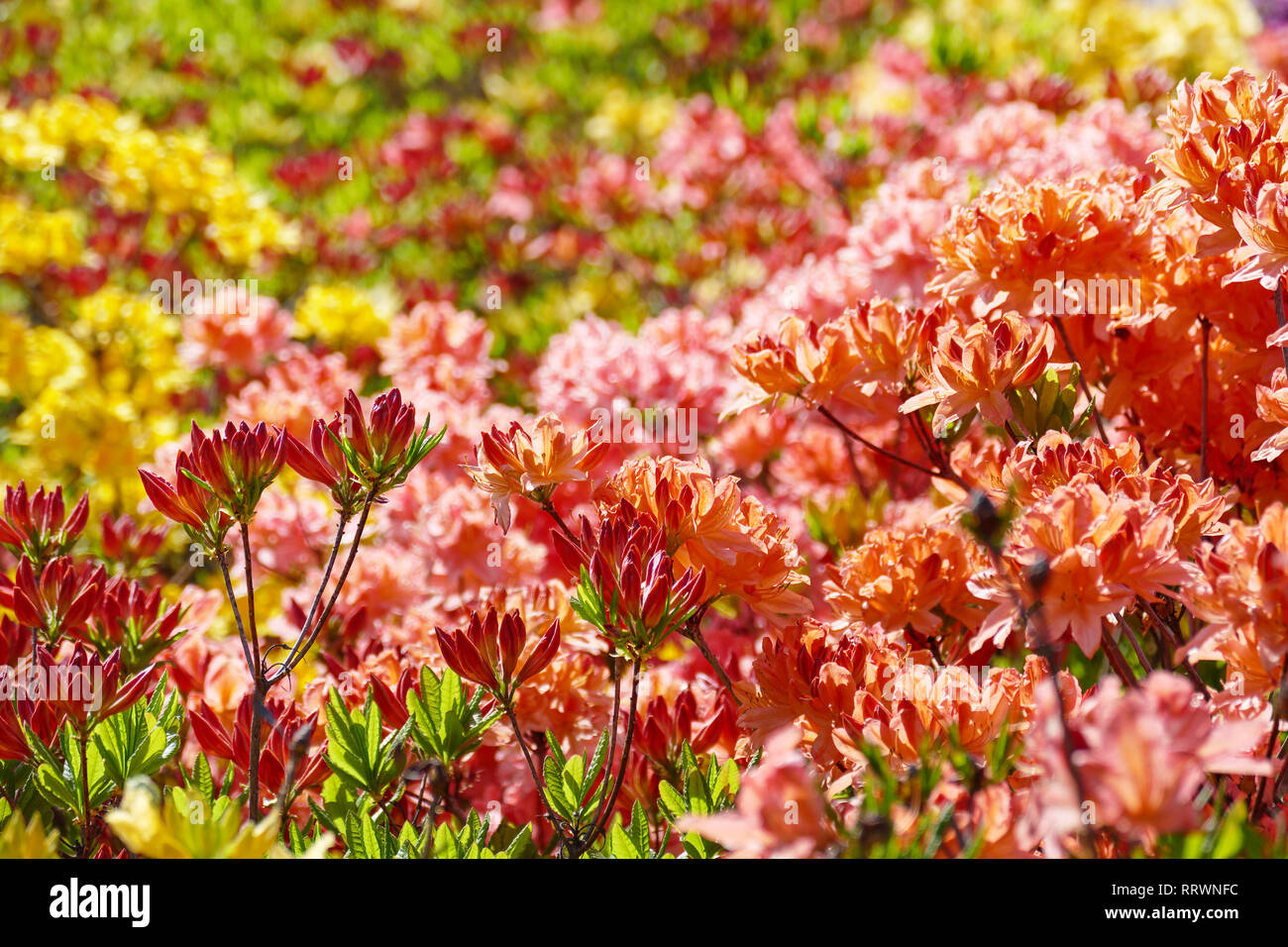 Blooming flowers of rhododendron - pink, red, yellow. Floral background. Stock Photo