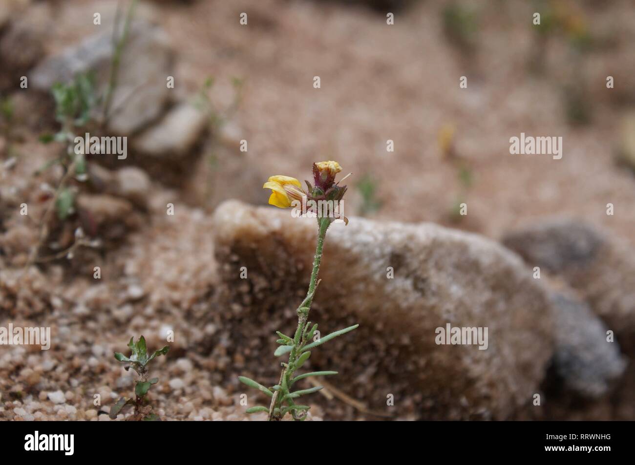 Chaenorhinum rubrifolium Stock Photo