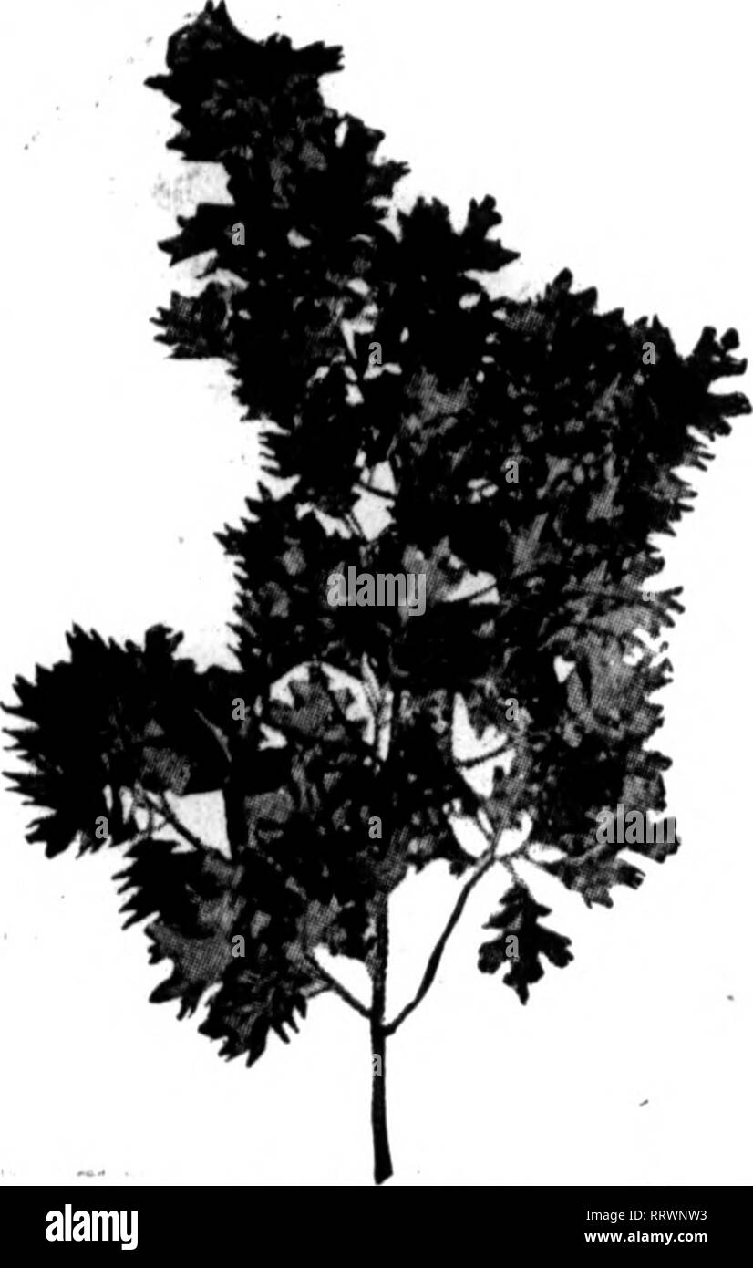 Florists Review Microform Floriculture Natural Qreen American