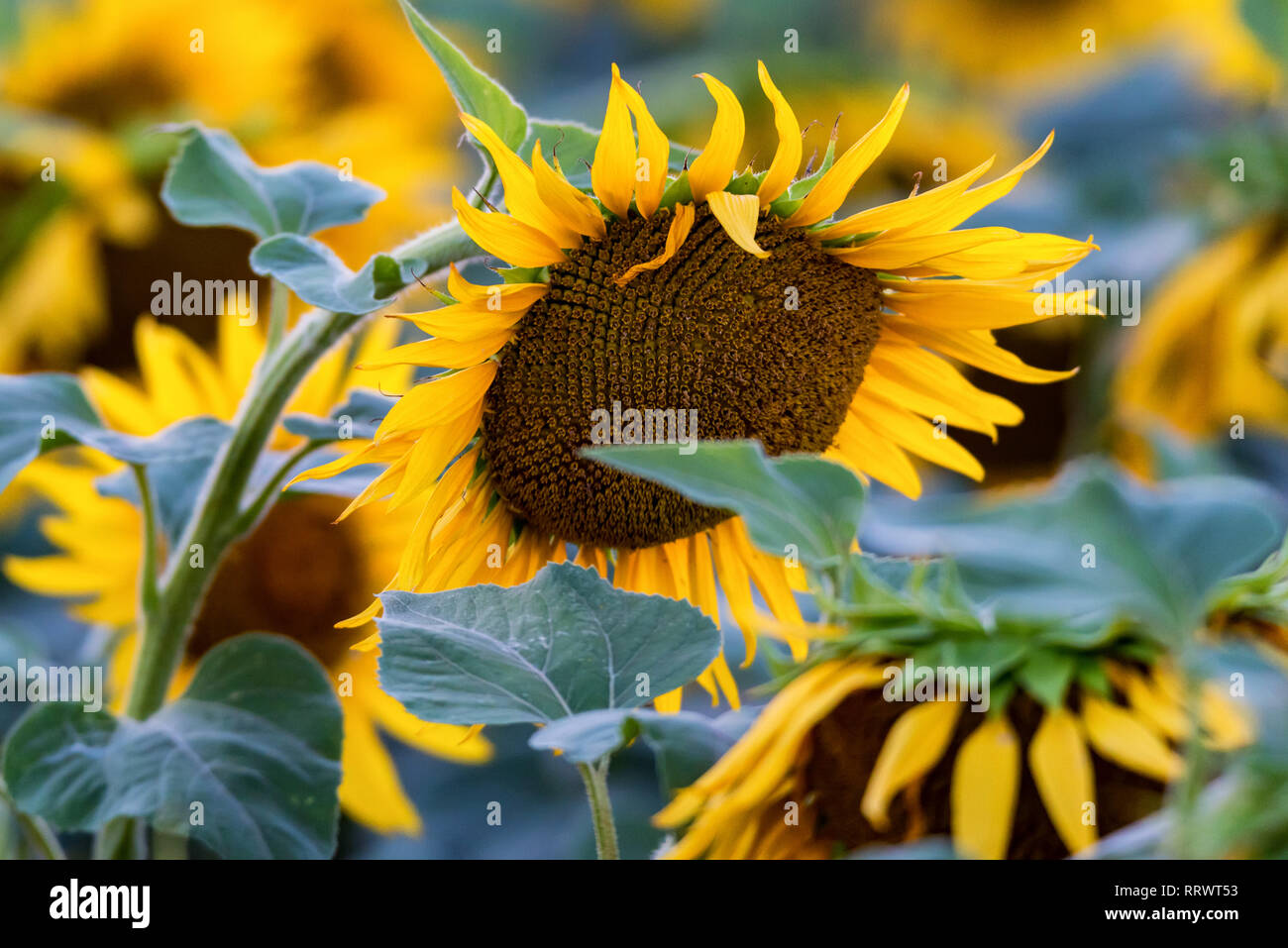 Close up sunflower in wind hi-res stock photography and images - Alamy
