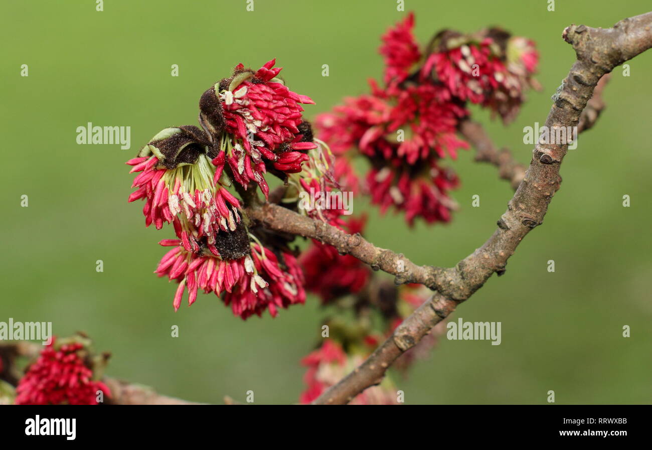 Parrotia persica. Winter blooms of the Persian ironwood tree - January, UK garden Stock Photo
