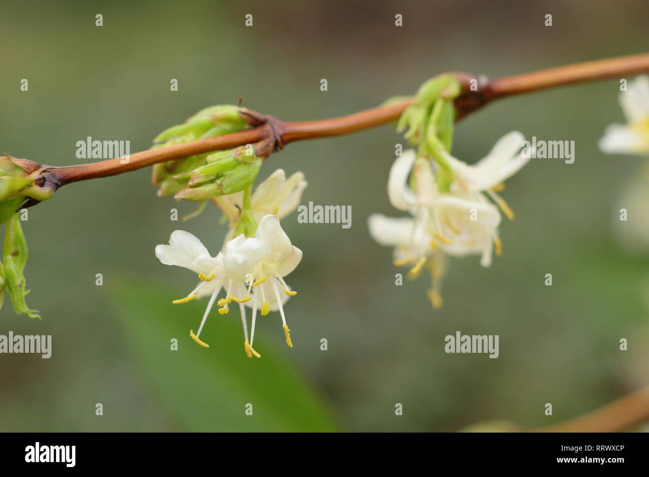Lonicera fragrantissima. Pairs of highly fragrant Winter honeysuckle blossoms in January, UK Stock Photo