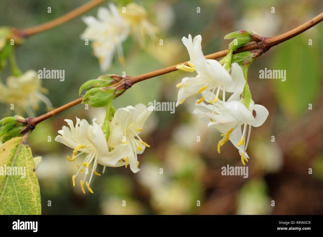 Lonicera fragrantissima. Pairs of highly fragrant Winter honeysuckle blossoms in January, UK Stock Photo