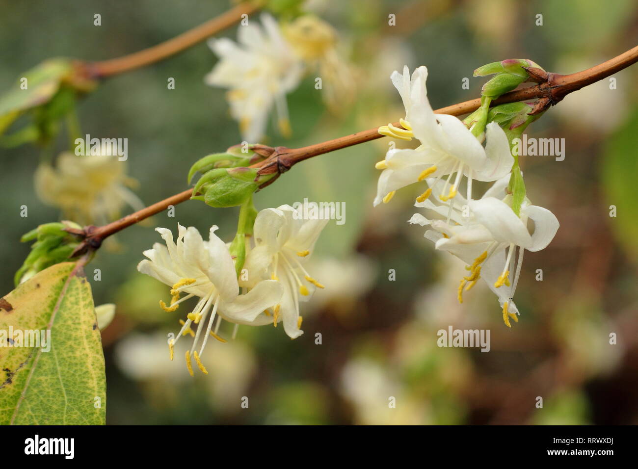 Lonicera fragrantissima. Pairs of highly fragrant Winter honeysuckle blossoms in January, UK Stock Photo