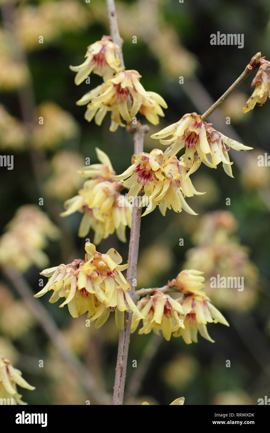 Chimonanthus grandiflorus hires stock photography and images Alamy