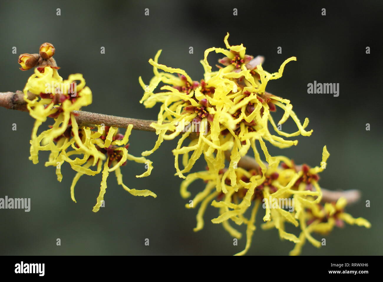 Hamamelis X Intermedia Arnold Promise Winter Blooms Of Witch Hazel Hamamelis X Intermedia Arnold Promise Winter Blooms Of Witch Hazel