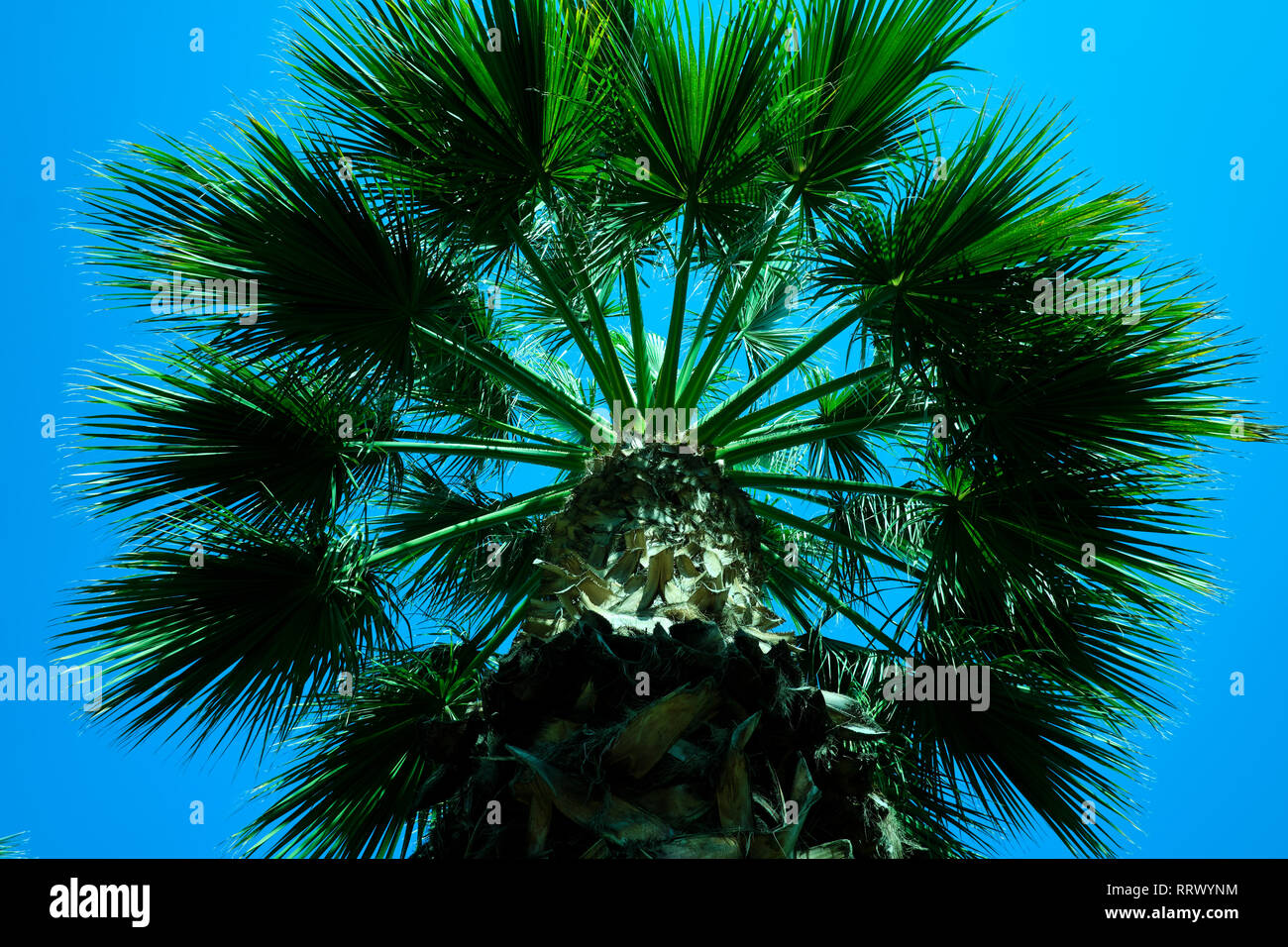 Palm tree with blue sky from below Stock Photo