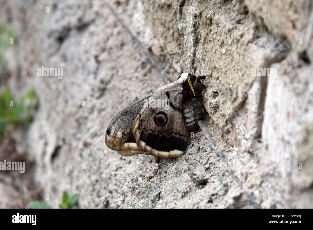 Emperor Moth Saturnia pavonia Closeup Stock Photo Stock Photo - Alamy