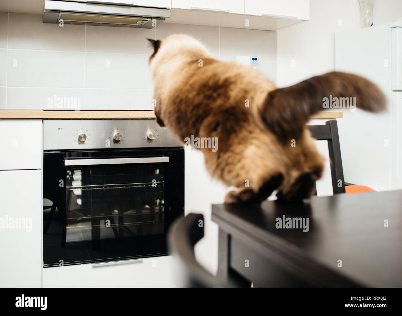 Elegant fluffy cat jumping from the kitchen table to the kitchen counter above the oven Stock Photo Alamy