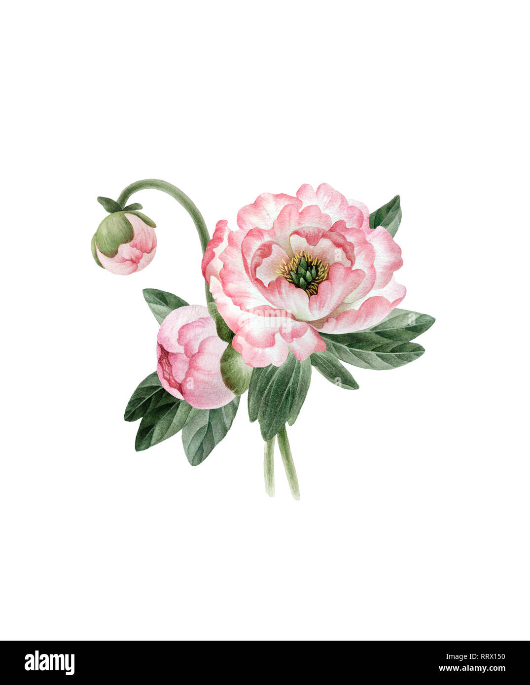 Bouquet of beautiful watercolor peonies isolated on white background. Botany watercolor peonies for design, postcards, banners, emblems, illustrations Stock Photo