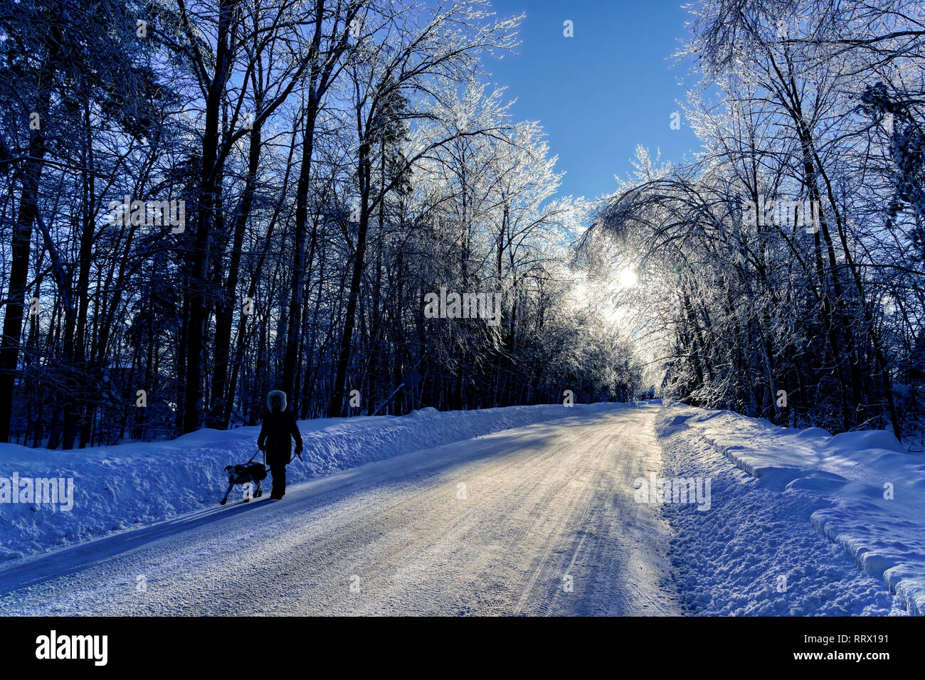 A woman walking her dog along a lane with ice covered trees after freezing rain in Quebec, Canada Stock Photo