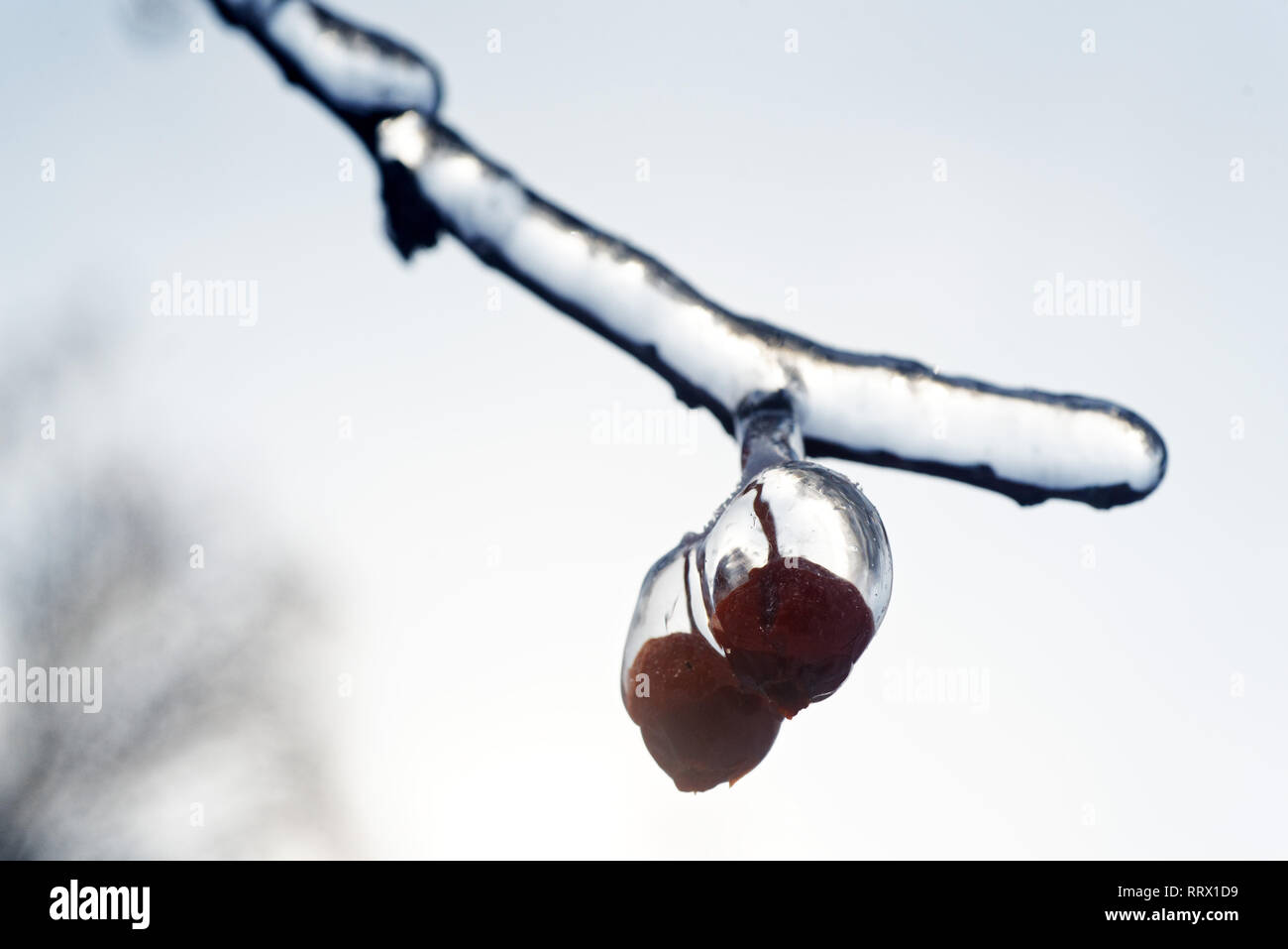 Red berries encased in ice after freezing rain in Quebec, Canada Stock Photo