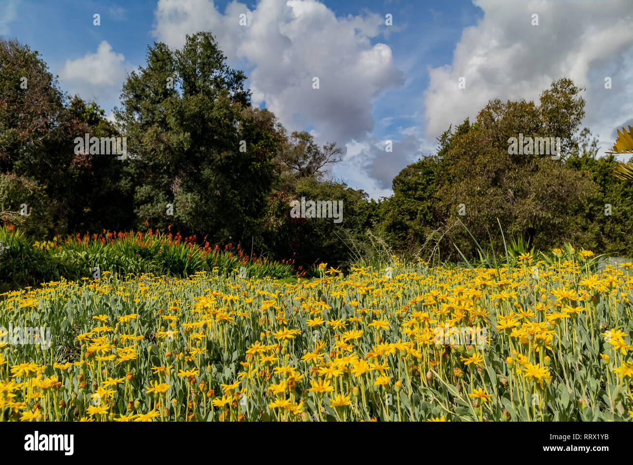 Many Pyrethrum pulchrum blossom on a sunny day at Los Angeles, California Stock Photo