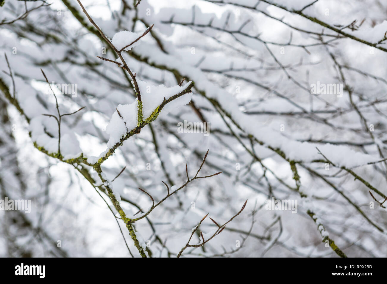 Close up of are branches covered in snow Stock Photo