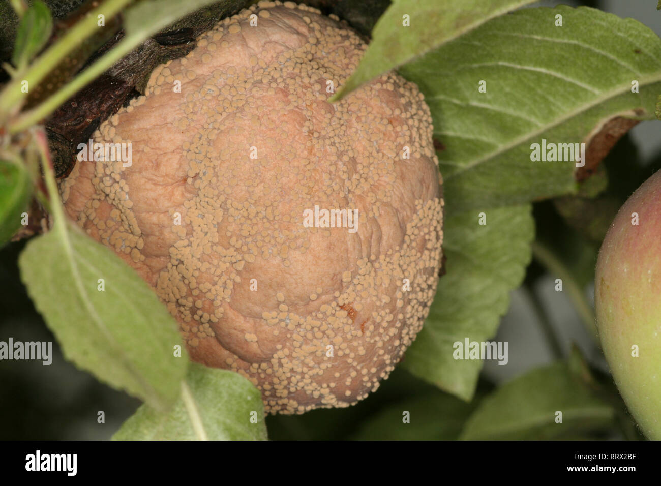Brown rot of pome trees Monilinia fructigena on apple fruit close-up malus domestica fungal pathogen Stock Photo