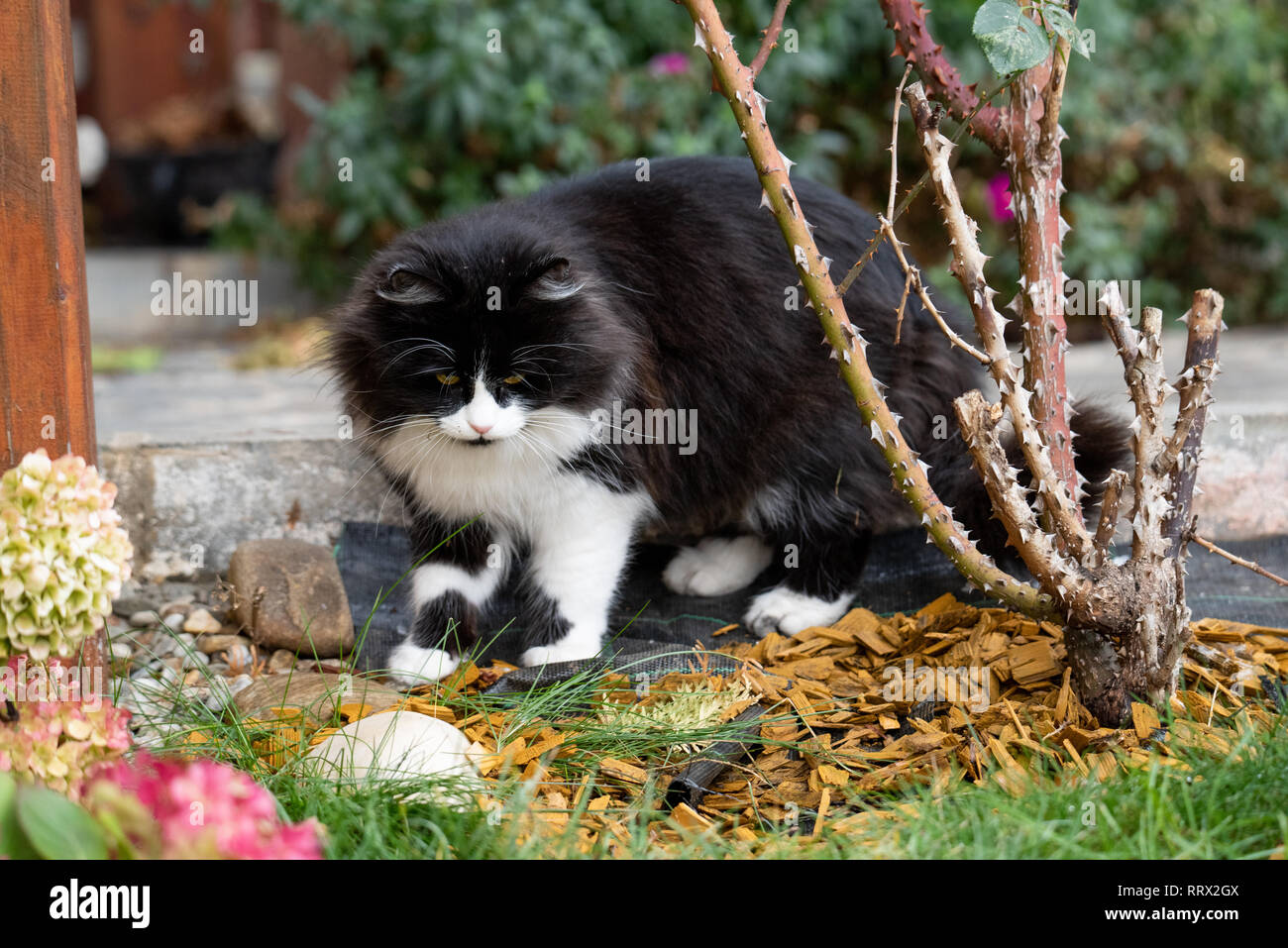 Cat playing near the rose bush in the garden. Adorable feline shot