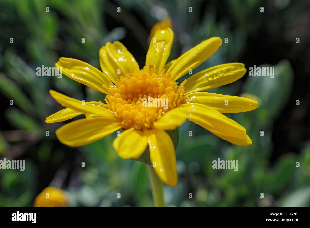 Close up shot of a Pyrethrum pulchrum blossom at Los Angeles, California Stock Photo