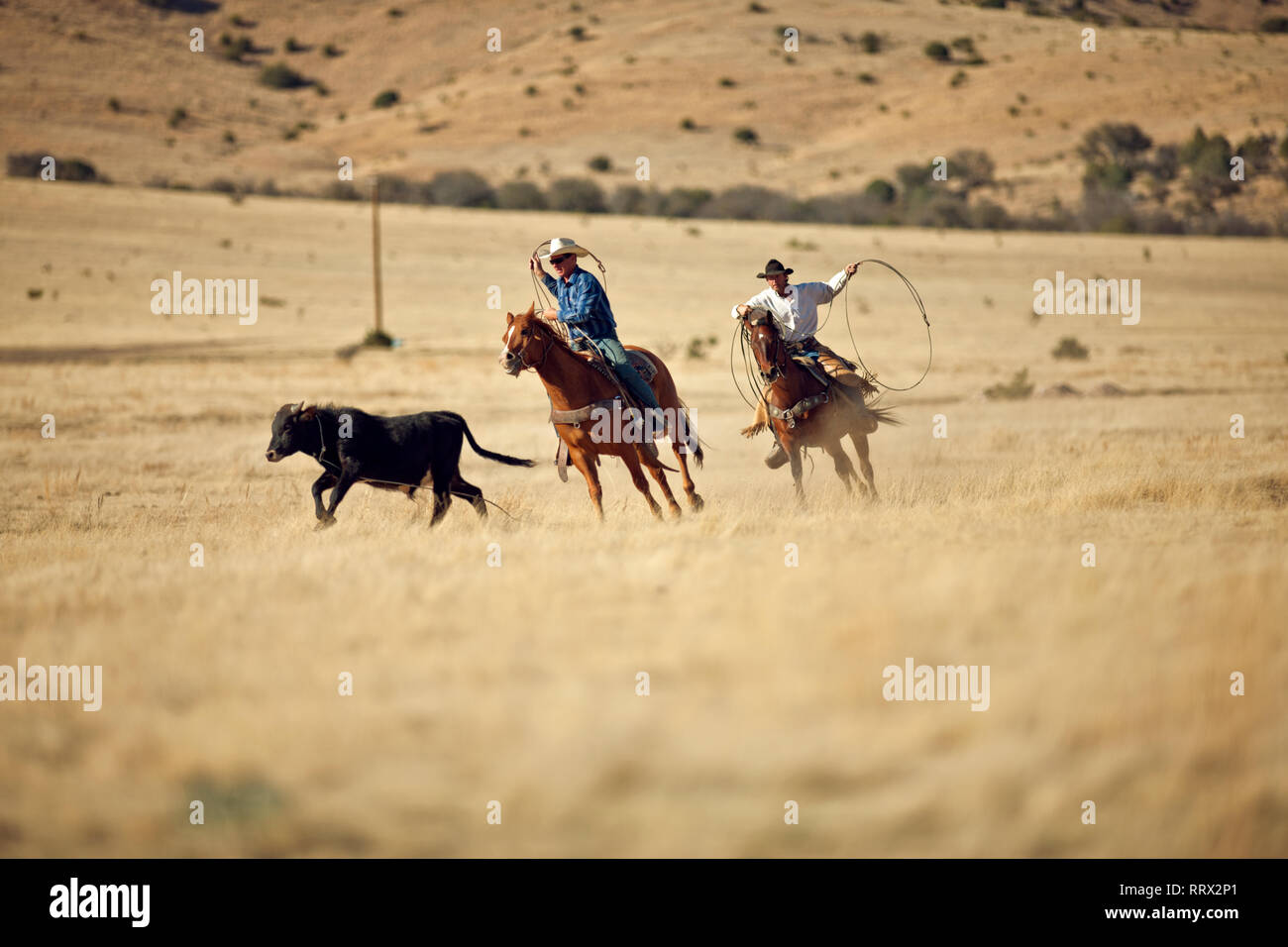 Two ranchers on horses pursing a cow. Stock Photo