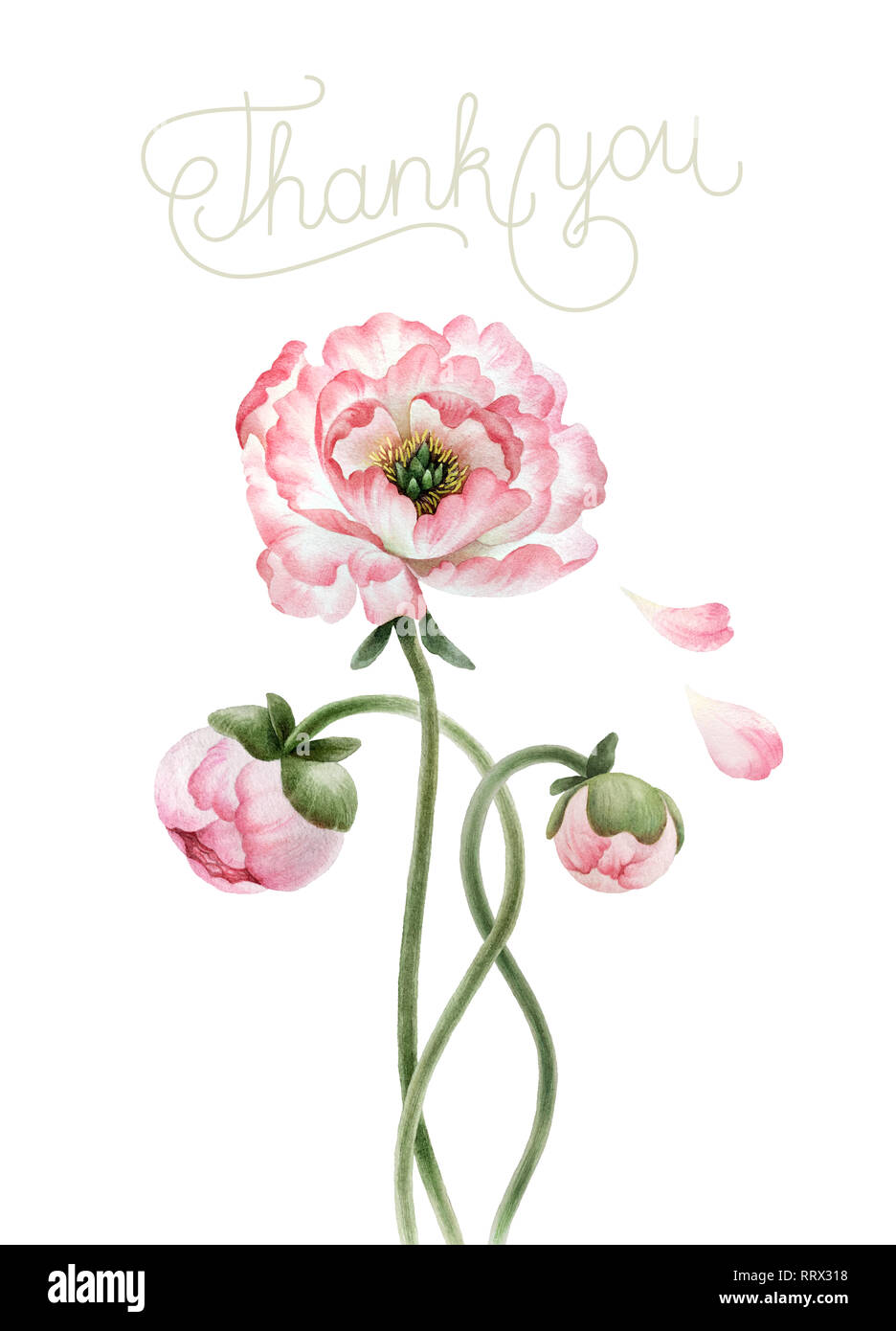 Bouquet of beautiful watercolor peonies and inscription isolated on white background. Botany watercolor peonies for design, postcards, banners, emblem Stock Photo