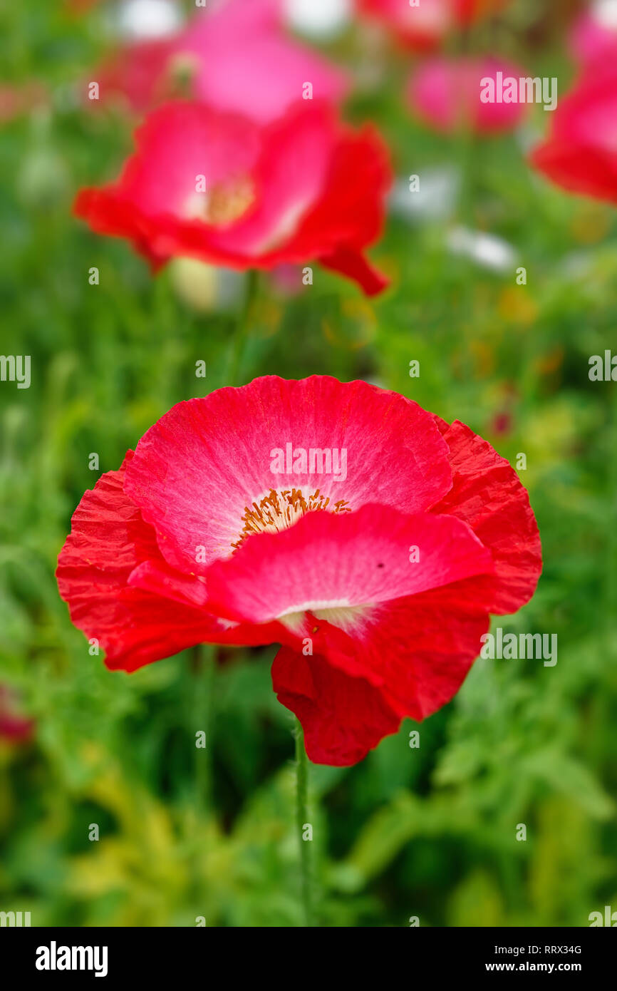 Wildflower garden poppies hi-res stock photography and images - Alamy