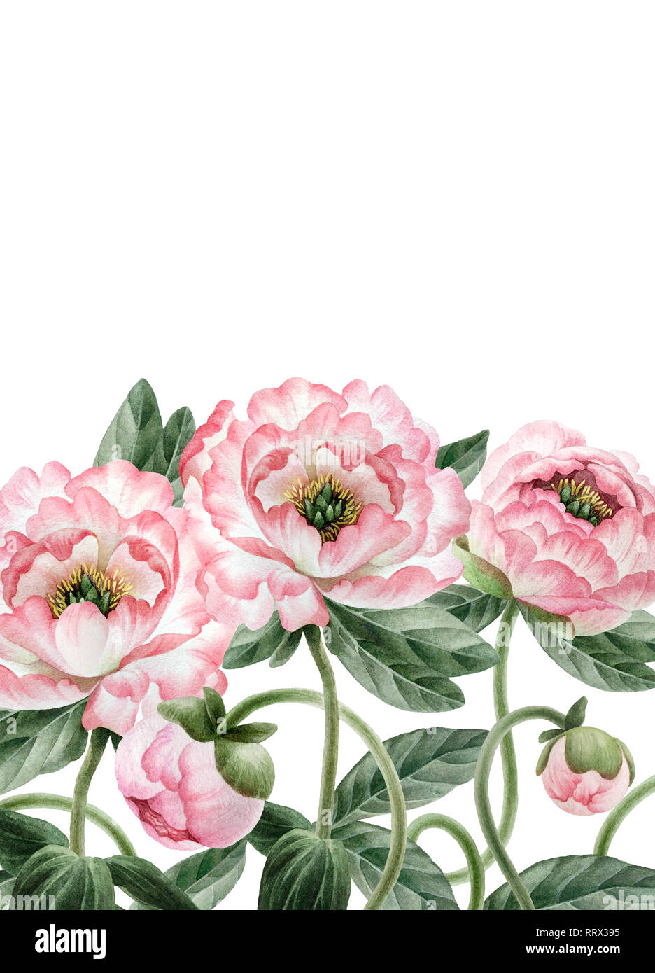 Bouquet of beautiful watercolor peonies isolated on white background ...