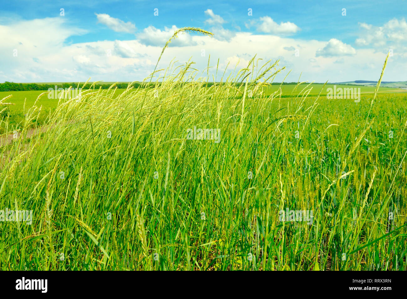 green field and blue sky with light clouds Stock Photo - Alamy