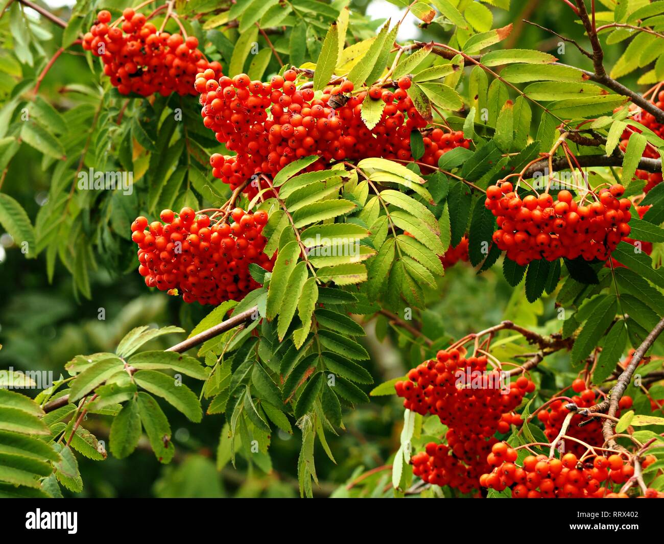 Clumps of shiny red berries on a rowan tree (mountain ash) with green leaves in late summer Stock Photo