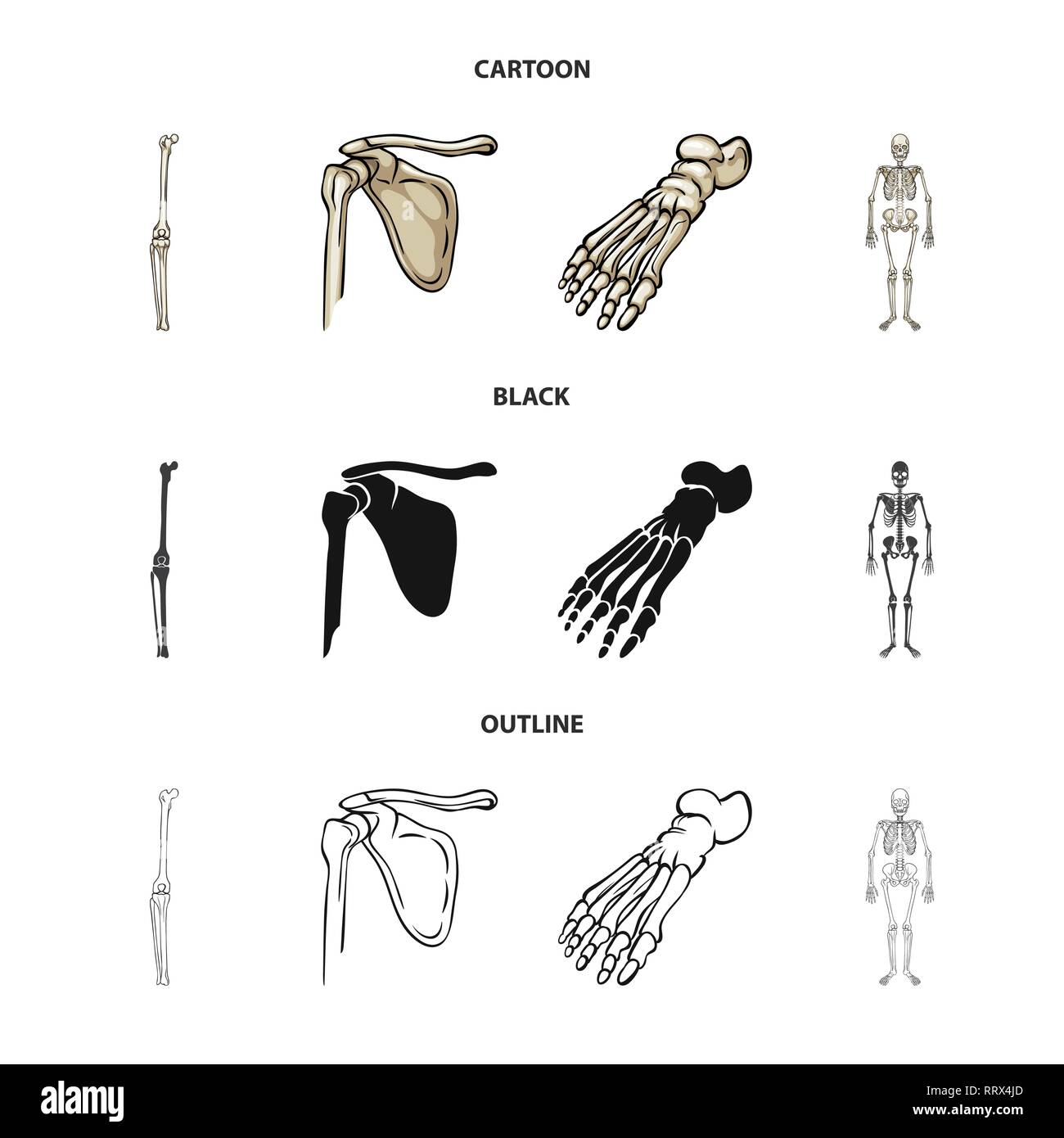 knee,femur,foot,musculoskeletal,joint,pelvis,ankle,scientific,meniscus ...