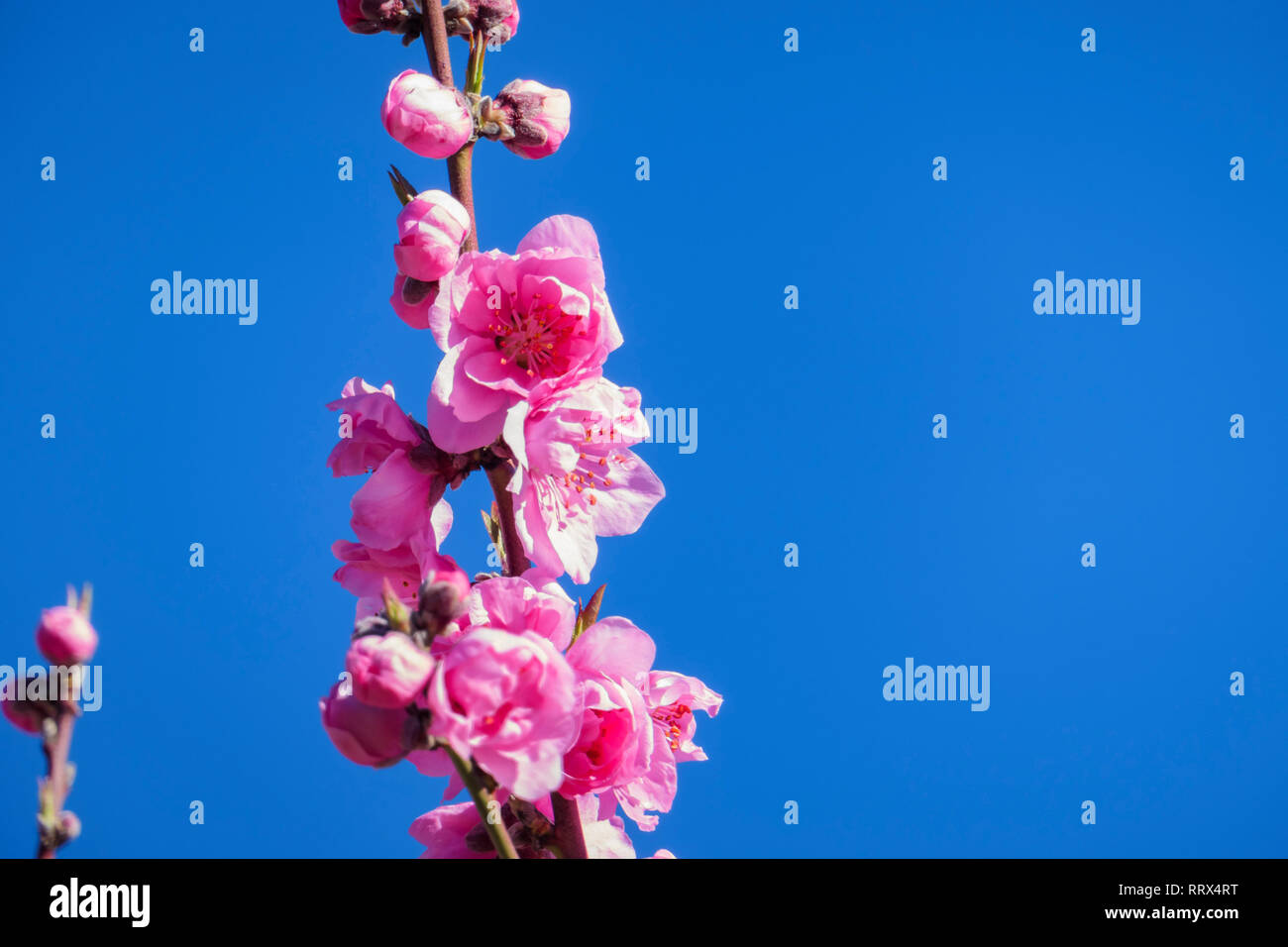 Peach city hires stock photography and images Alamy