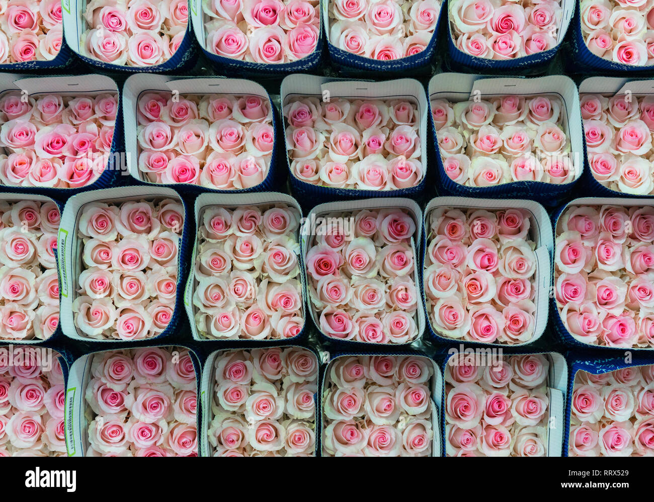 Pink roses packed for international export. The roses are produced in Tabacundo and Cayambe, north of Quito, Ecuador. Stock Photo
