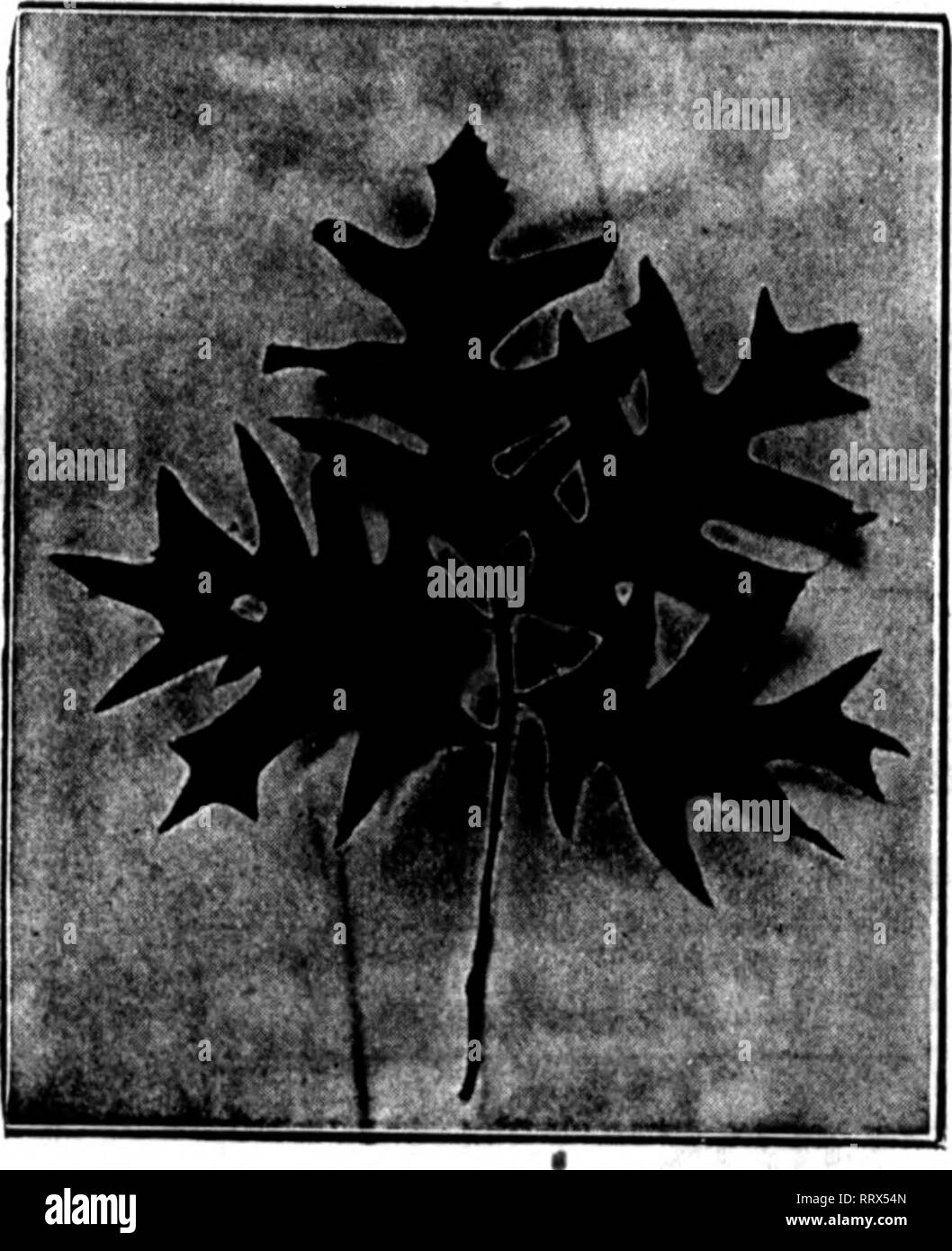 . Florists' review [microform]. Floriculture. 6 The Florists^ Review Jink 12^ l»ia. .?j4Bi-vSl'V&gt;/ -iri-.^niir SCARCITY OAK.. A short season in the south hasresulted in a very limited crop of the Unexcelled Prepared Oak Leaves The Finest Foliage for Wreath and Base Work First shipment jast received, and there won't be many more. Write us at once how many cartons you will need, so we can arrange to take care of your requirements. Six Pounds to the Carton, $2.00 . RICE COMPANY THE LEADING FLORISTS' SUPPLY AND RIBBON HOUSE No Large Stems and Branches NO WASTE 1220 RACE STREET, PHILADELPHIA. PA Stock Photo