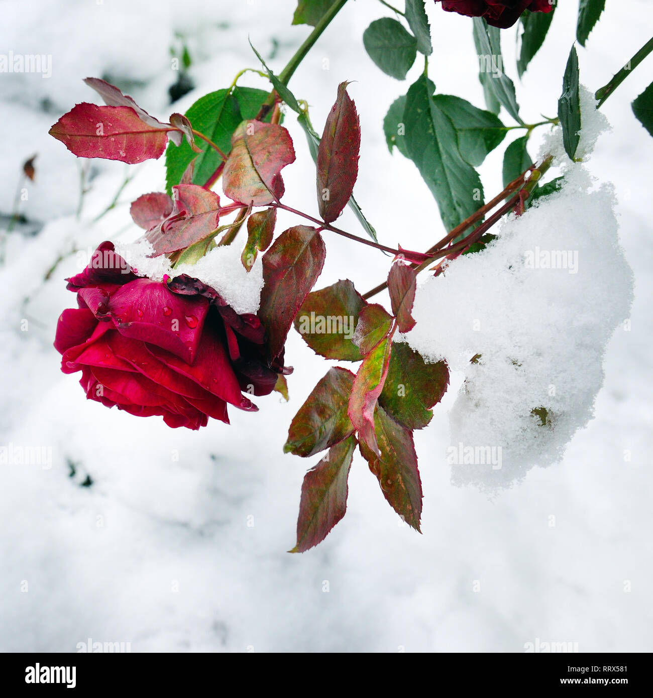 Snow lies on a frozen red rose. Early winter Stock Photo Alamy