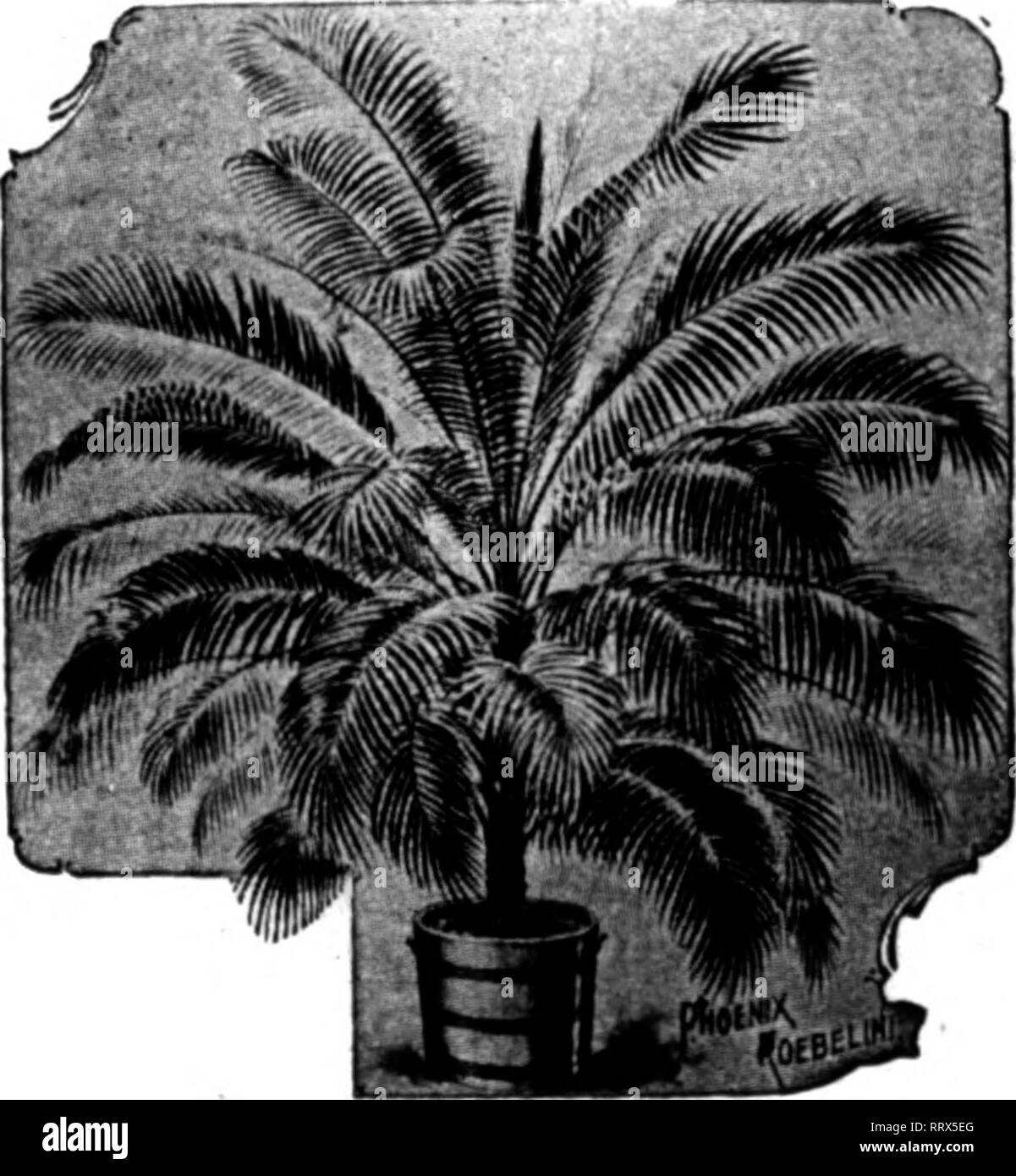. Florists' review [microform]. Floriculture. Araucaria Excelsa Good strong stock, 6-inch, 60c each; 4 to 5 tiers, 75c and $1.00 each. Christmas and New Clus- ter Peppers Finely fruited. 4-lnch 25c each; $2.50 per doz. 5-lnch 60c each; 6.00 per doz. Pandanus Veitchii Fine colored stock. 5-lnch $0.75 each; $9.00 per dos. 6-inch 1.50 each; 18.00 per dos. 7-lnch 2.00 each; 24,00 per doi. 7-lnch, strongr 2JS0 each. Dracaena Terminalis Fine color. 4-lnch 25c each; $2.50 per doz. 5-inch 60c each; 6.00 per dos. Dracaena Massangeana 6-inch, strong, well colored... .$1.25 to $1.60 each Ficus Pandurata  Stock Photo