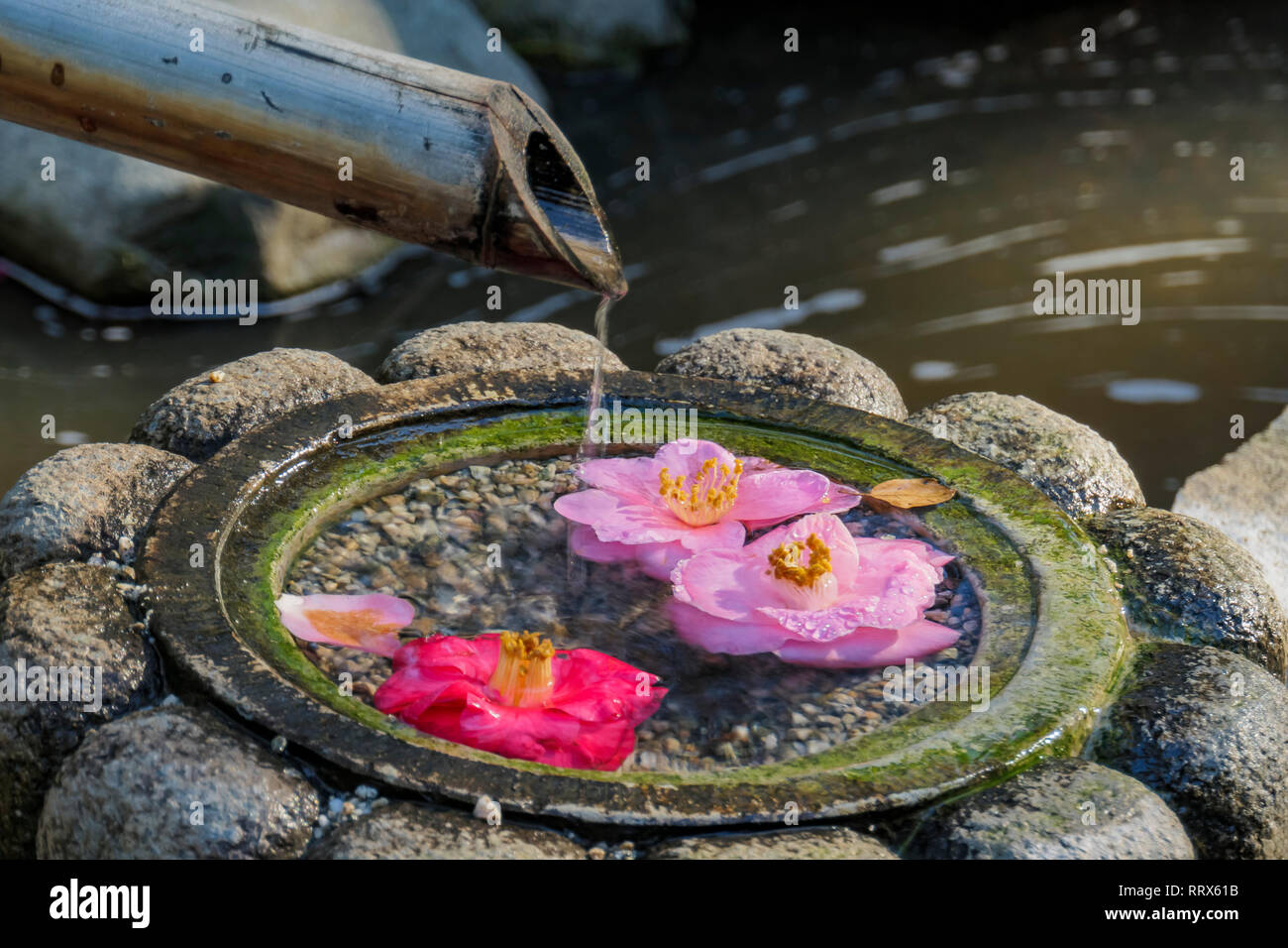 Camellia flower and Japanese style fountain at Los Angeles, California