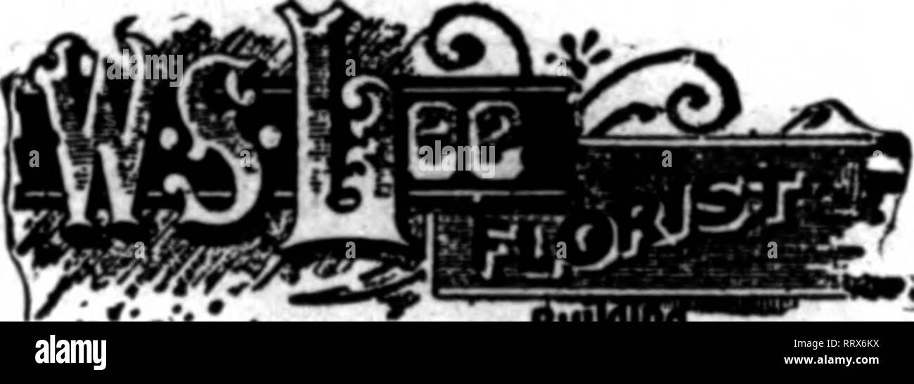 . Florists' review [microform]. Floriculture. Abaidutly prepared rt ?11 tinea. Edwards Floral Hall Company 1716 Padfk Ave. ATLANTIC CITY» NEW JOSEV Nurseries: Mediterranean ani South OaroHna AvenuBS. E. R. FRY, Florist Rochester, N.Y. I have constantly on hand a seaaonablt Tarlety ox freih cut flowers, which I will dadiyw promptly in Rochester and adjoining towns. GEO. M. KELLOGG FLOWER &amp; PLANT CO. Wliolasale and Retail Floriata 1122 GramI Aveaiie, KANSAS CITY, Mtt AU Kiada of CUT FLOWERS In their season. Also Rose and Carnation plants la season. Oreenhouses at Pleasant HIU, Mo. H. F. A. L Stock Photo