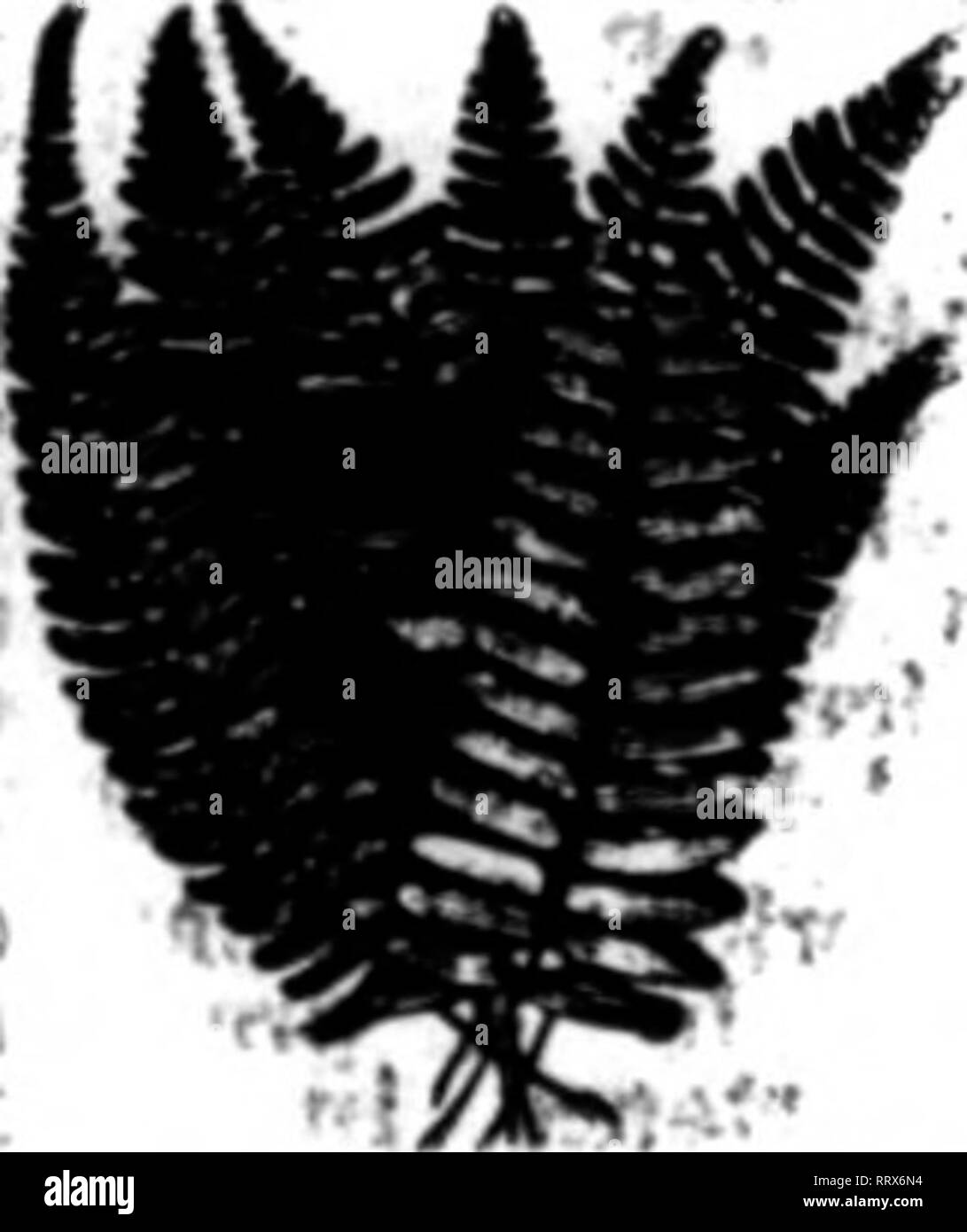 Florists Review Microform Floriculture Millington Mass