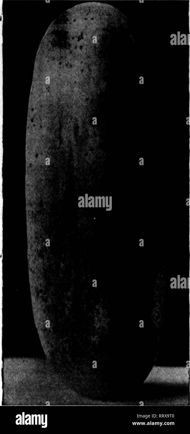 . Florists' review [microform]. Floriculture. JANUABY ,9, 1913. The Florists' Review 49. Improved White Spine Cncamber errown under irrigation by WESTERN SEED &amp; IRRIGATION CO. Seed Growers and Dealers. Specialties: Cucumber, Musk and Watermelon, Pumpkin, Squash, Sweet and Field Corn. FREMONT, :: NEBRASKA Mention The Reylew when you write. Lompoc Grain &amp; Seed Co., Inc. Growers for tiie Wholesale Trade only of ALL KINDS OF SEED BEANS UMA BEANS a specialty Limpoc, Santa Barbara Caonty, Cal. Mention The Review when you write. WB GROW EXCLUSITBLT ONION SEED HIGH GRADE Standard TarietleB Lau Stock Photo