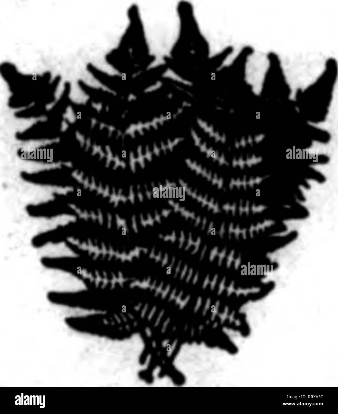 . Florists' review [microform]. Floriculture. NEW CROP NOW READY FERNS AND ORKEN OALAX AND LEUCOTHOK. DsKger and Fancy Ferns. 1000, $1.0U: case of diWO, $1.00 GreenGalax 1000. .50: caaeof lu,()00, 4.00 Brenze Qalax (case lots only)... .$5.00 per case of 10.000 Green Leucothoe (long) $2.00 per 1000 Green Leuoothoe (short) 1.00 per 1000 Wben in a hurry, wire lu at Elk Park, N. C. THE NORTH CAROLINA EVERGREEN CO. BANNERS ELK, N. C.. Meatlon The Berlew when yoa write. I A. A. GIBBONS, Red Uvel, Ala. | i K^r.: Wild Smilax I ij IMy, MisMetM, Fiscy sari Daner Ferat, Needle ^ J Piact, Nataral aad Perp Stock Photo