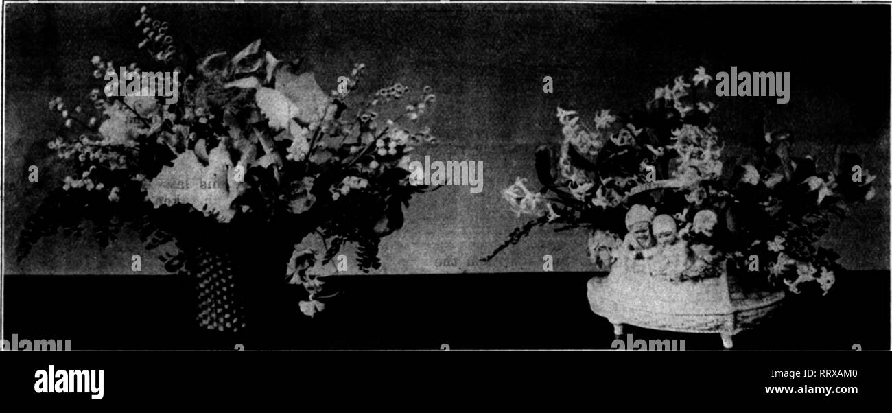 . Florists' review [microform]. Floriculture. POINSETTIAS N.ilua*'&quot; Int'UtL' ln u;l'»!*y, rub, d.ir4; j;rt*en ot ilu' loltijEc* forms J n^f'^'^t ictiiujf lur tbt' ma);nit1c*iit bio3»*»nH &quot;! EjOm TuM Specimen* Thu W*ek, from. $|.0() &lt;&lt;'$5.00 OUR POTTED PLANTS FOR CHRISTMAS Mio Include the f oIloHlnn : -»«»• J^-4«(.. fk«r &gt;&gt;Mnfh SX.tH*. 0#4«i tV(l)..M fW.MipMf 1* ItMlUA- i h.'i&gt;.&lt; with «a.oo &quot;• fS.oo . .?.i.,vt.l wl t-&quot;'l'l 43 Bromfleld St. An Attractive Retail Advertisement. far as we can see we have again im- ported a lot which will not be with us long. Ev Stock Photo